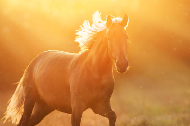 istock Horse with long mane at sunlight 1072273228