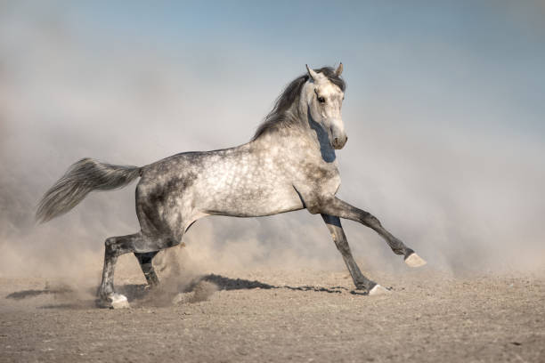 istock Grey horse with long mane in motion 1072273494
