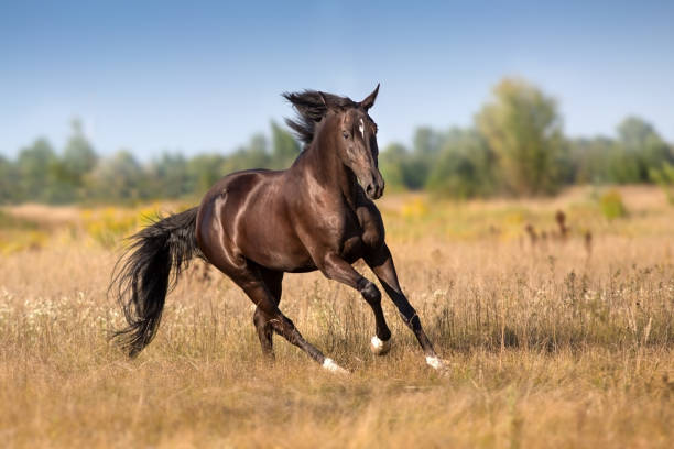 istock Black horse in motion 1072273578