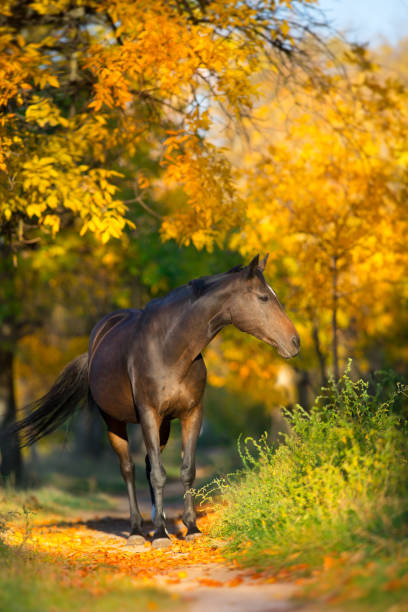 istock Bay horse in orange autumn trees 1072273600
