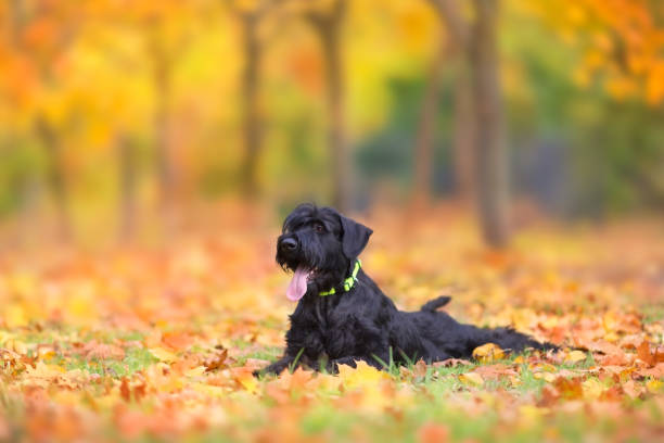 istock Giant Schnauzer in autumn park 1072273636