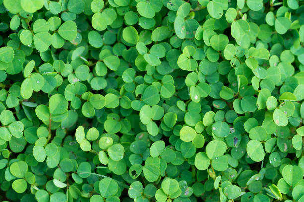 istock Beautiful leaf lover green background 1072278540