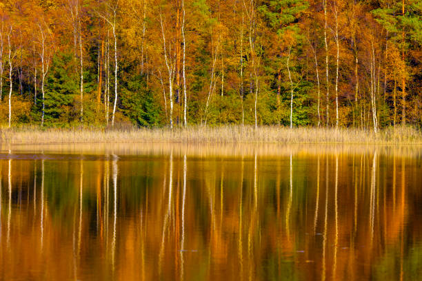 Autumn from a beautiful day in Sweden