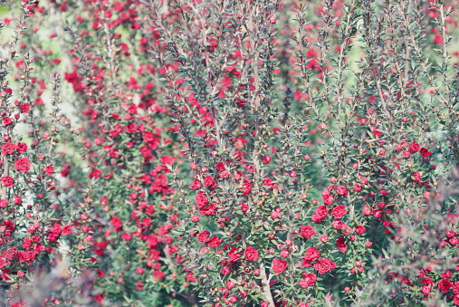 Red Manuka (Kahikatoa) Flowers also known as New Zealand Teatree or Broom Tea-tree. These are the flowers nectar used in Red Manuka Honey. This image is in soft focus background style.