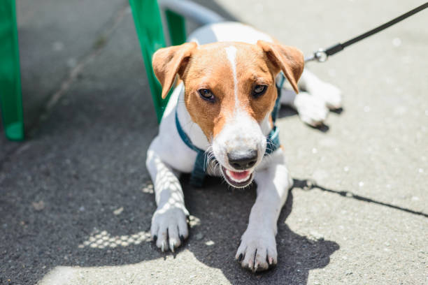 istock small breed dog Jack Russell 1072286742