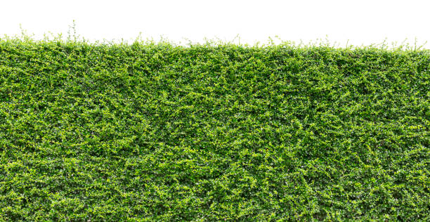 istock Green hedge or Green Leaves Wall isolated on white background,Objects with Clipping Paths 1072291000