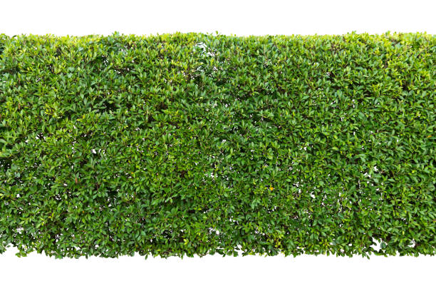 istock Green hedge or Green Leaves Wall isolated on white background. 1072291006