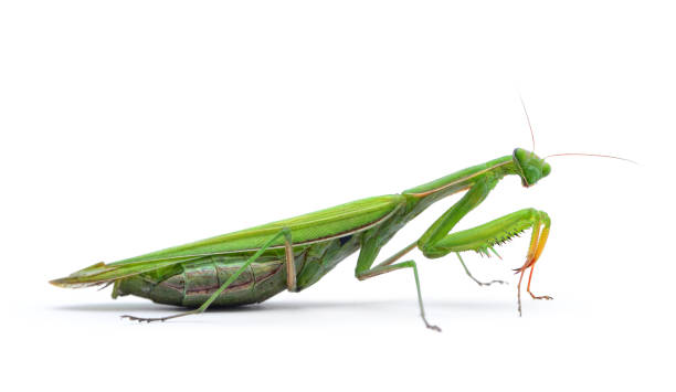 istock Ordinary, european mantis religiosa, isolated on white background 1072291056