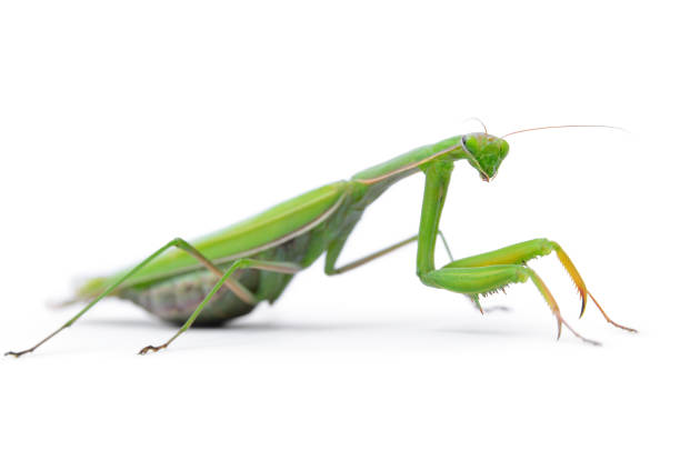 istock Ordinary, european mantis religiosa, isolated on white background 1072291478