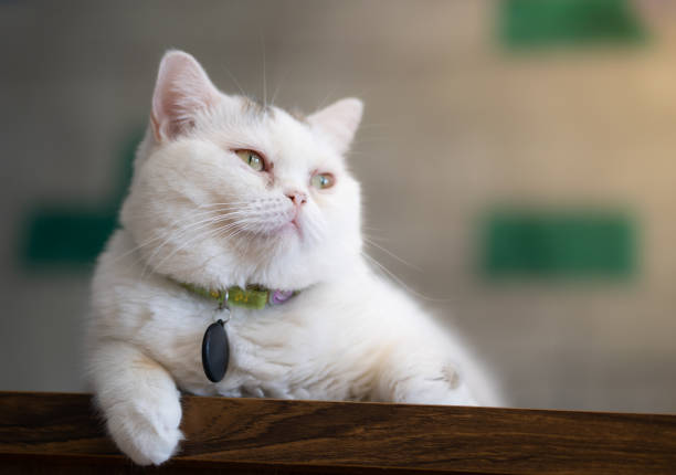 White cat lying on the floor in the room.