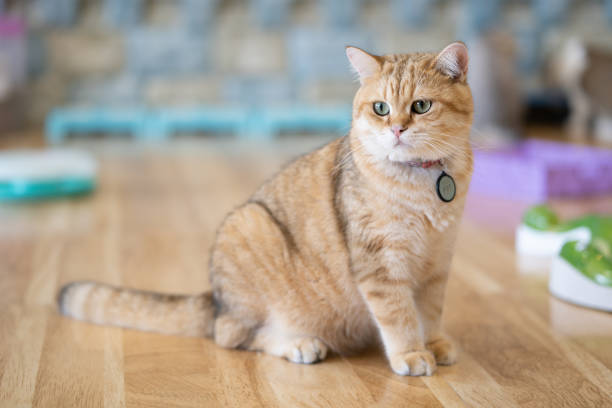 istock Brown cats sit happily on the floor in the room. 1072292004