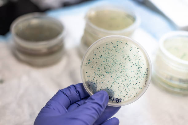 płytka do hodowli bakterii w laboratorium mikrobiologicznym - blood agar zdjęcia i obrazy z banku zdjęć