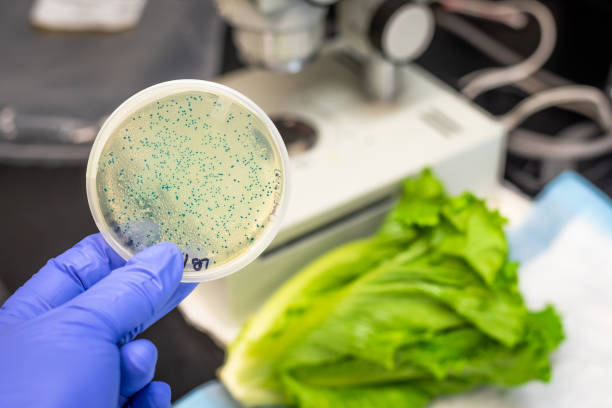 istock E coli bacteria and romaine lettuce 1072292068