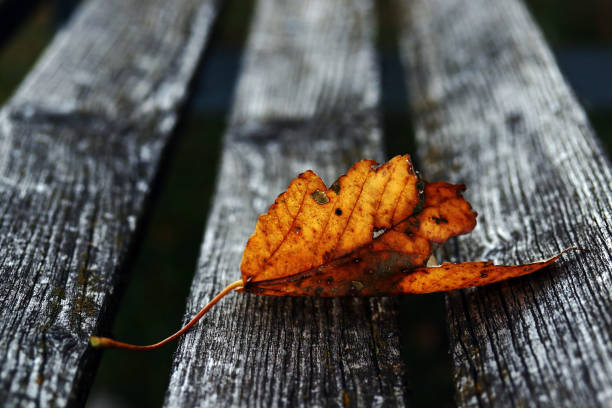A red-golden autumn leaf on a wooden bench. An autumn leaf in the dark cold autumn.