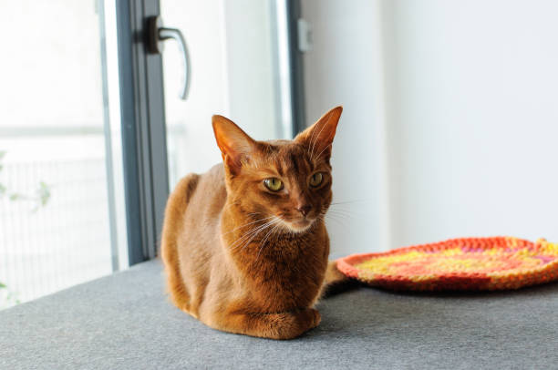 istock Purebred abyssinian cat sitting near the window 1072293672