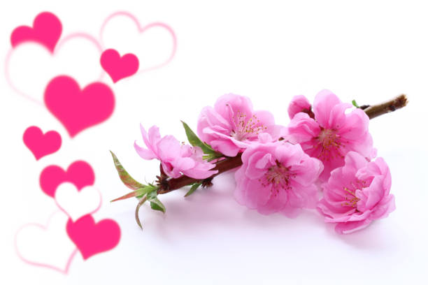 istock peach flowers and heart 1072293848