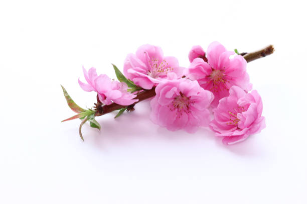 peach flowers peach flowers flower arrangement bouquet variation flower stock pictures, royalty-free photos & images