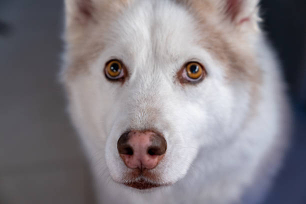 istock Cute white husky dog 1072295606