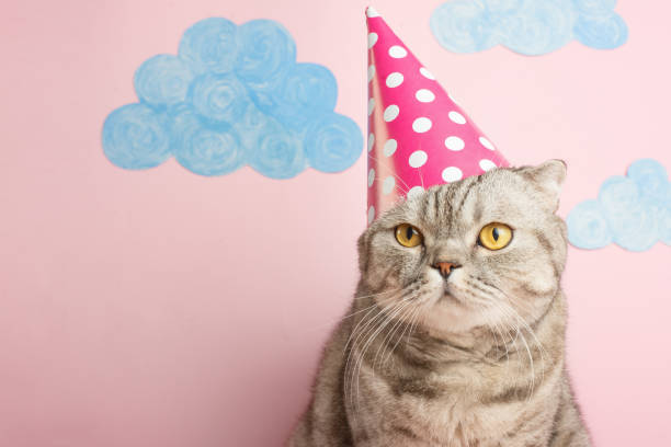 istock funny cat in a cap celebrates birthday, on a pink background 1072296212
