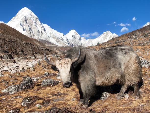 istock Yak, and mount Pumo ri - Nepal himalayas mountains 1072296288