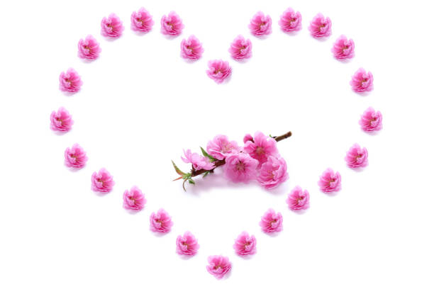 istock peach flowers and heart 1072296324