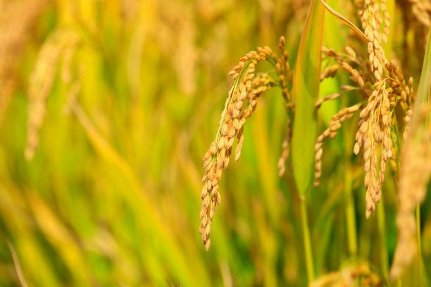 istock Mature rice in rice field, under the blue sky white clouds 1072296346