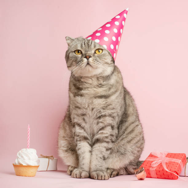 istock birthday greetings from a cat 1072297550