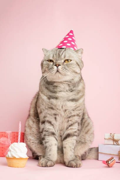 istock Cat celebrates birthday, on a pink background 1072297680