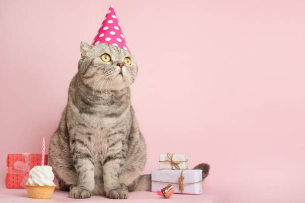 istock Merry kitty, birthday. Banner, anniversary or holiday 1072297800