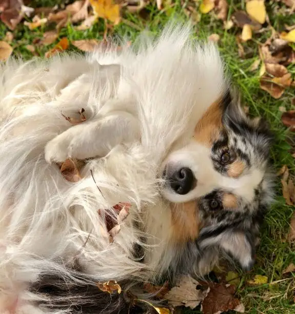 From the dog collection.  Australian shepherd.  Leaves in autumn