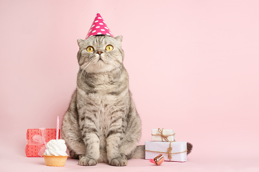 funny cat in a cap celebrates birthday, on a pink background