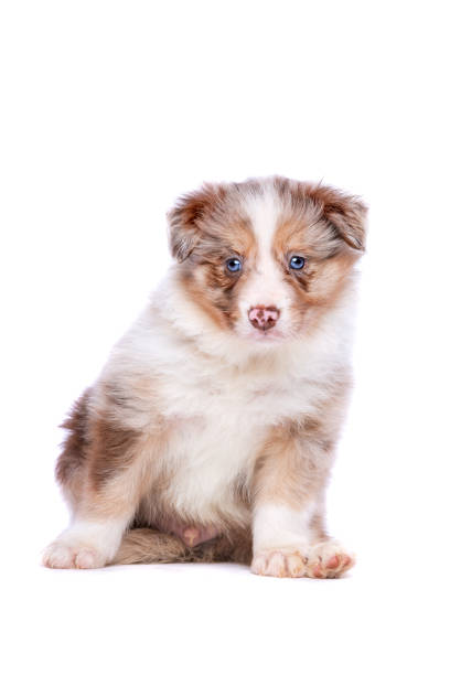 istock border collie puppy 1072298012