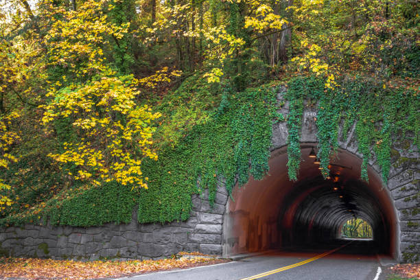 istock Car tunnel covered in ivy and surrounded by autumn trees 1072298050