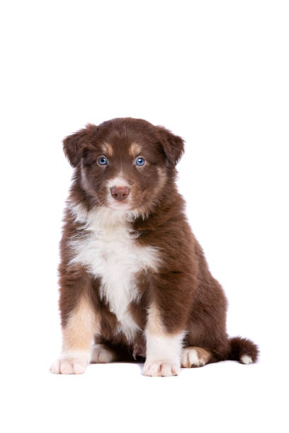 istock border collie puppy 1072298166