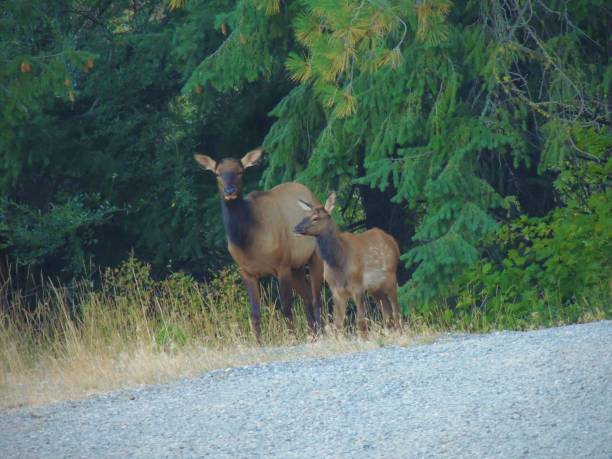 istock Cow Elk and Her Fawn 1072298220