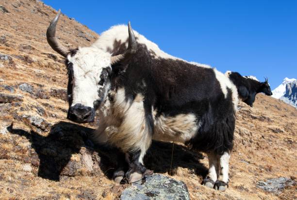 istock Black and white yak on the way to Everest base camp 1072298268