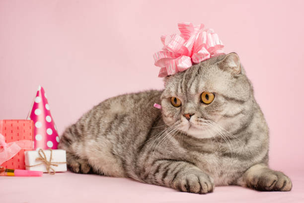 istock birthday greetings from a cat 1072299316