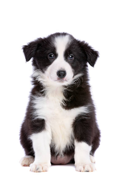 istock border collie puppie 1072299372