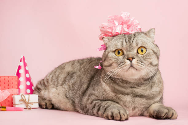 istock Cat celebrates birthday, on a pink background 1072299480