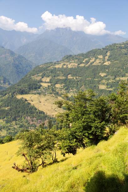 istock terraces of rice or paddy fields in Nepal Himalayas 1072299644