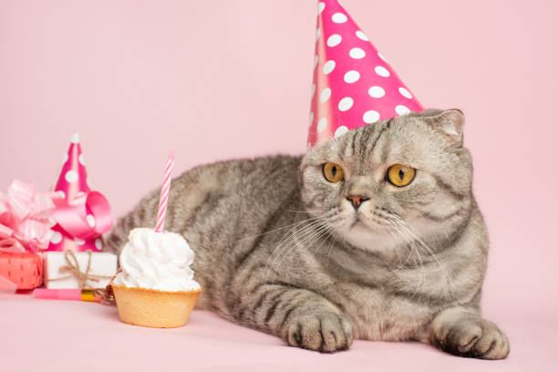 istock birthday greetings from a cat 1072301604
