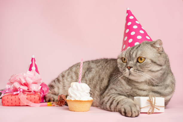 istock Merry kitty, birthday. Banner, anniversary or holiday 1072303418
