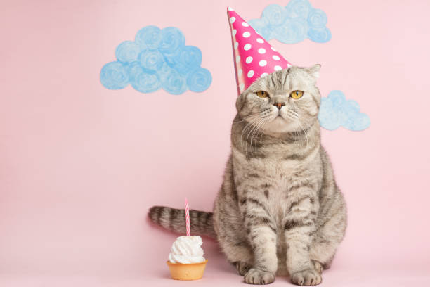 istock Merry kitty, birthday. Banner, anniversary or holiday 1072304904
