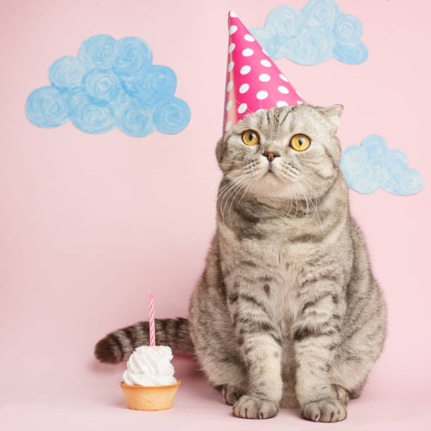 istock birthday greetings from a cat 1072304958