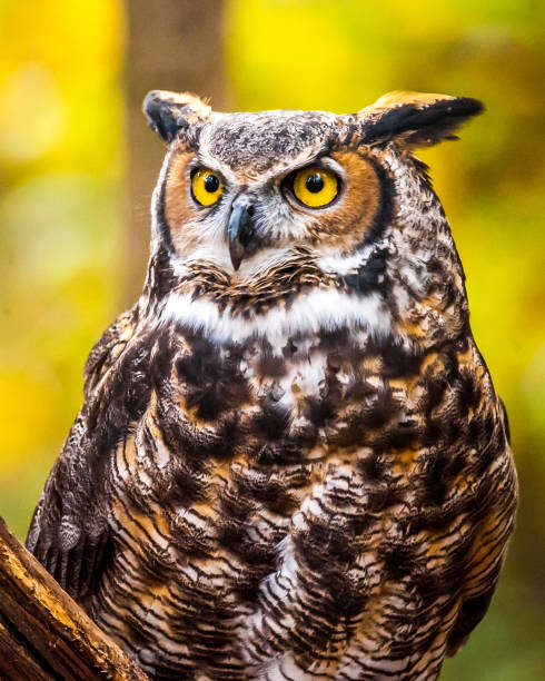 istock Great Horned Owl Portrait 1072305152