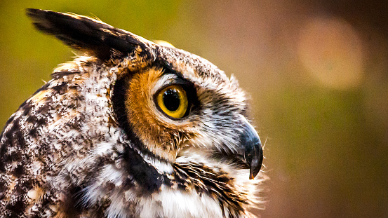 A little owl sitting on a tree branch.