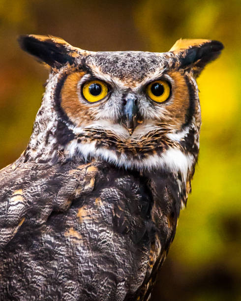 istock Great Horned Owl Portrait 2 1072305158