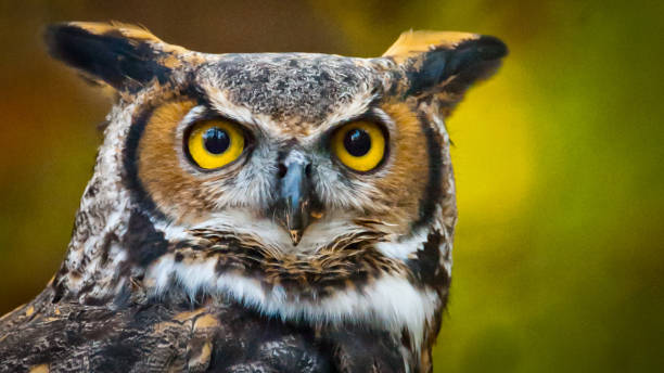 istock Great Horned Owl Portrait 3 1072305162