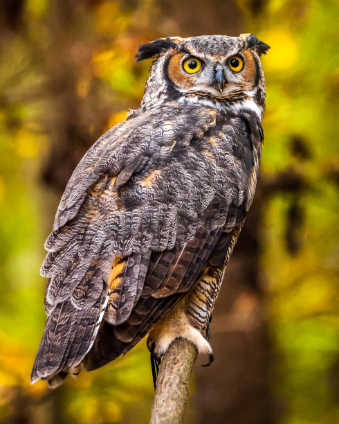 istock Great Horned Owl Portrait 4 1072305166