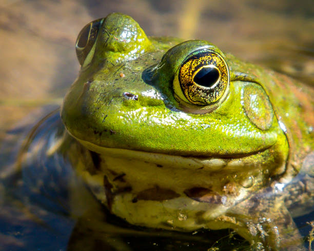 istock Here's looking at you with my big eyes 1072306466